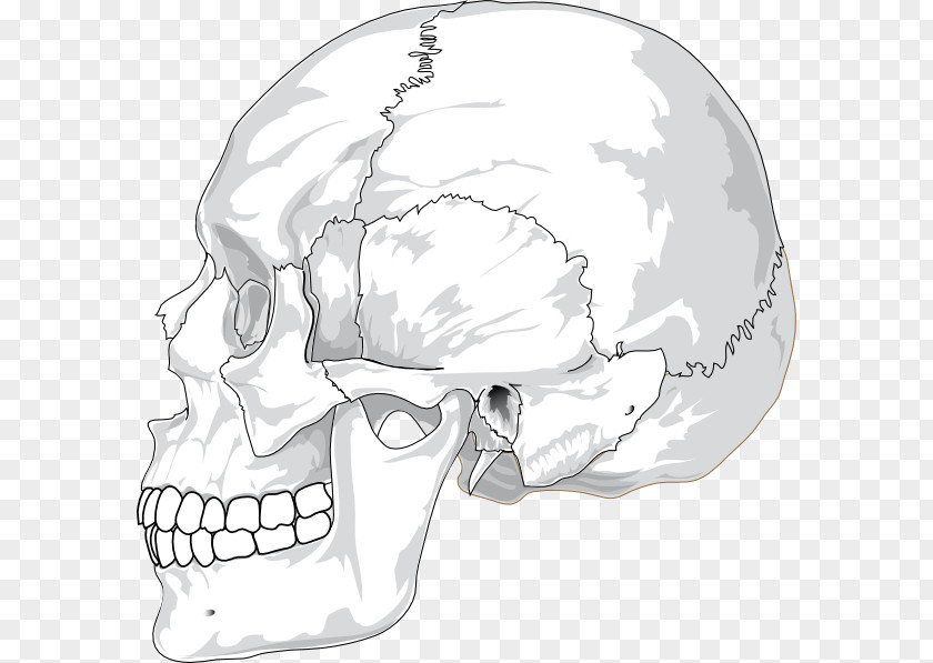 Skull Profile Cliparts Human Head Skeleton Clip Art PNG