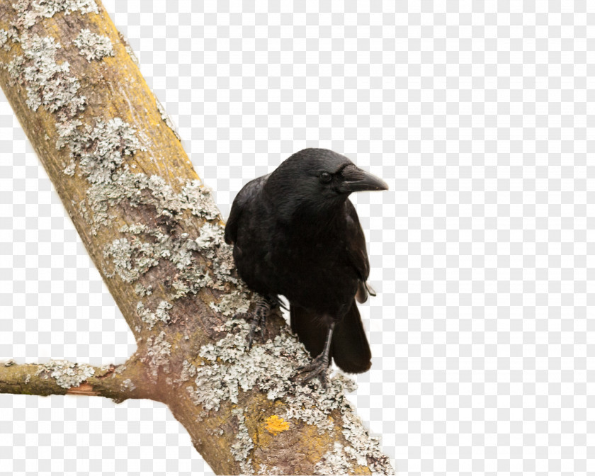 Tree Crow American New Caledonian Bird Common Raven PNG