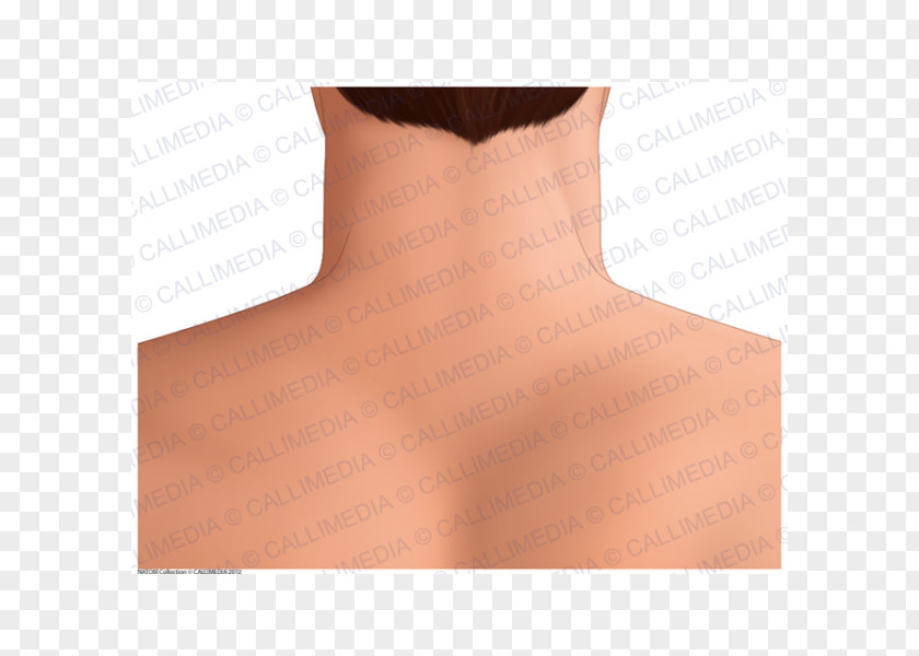 Anatomy Of Skin Nape Posterior Triangle The Neck Shoulder PNG