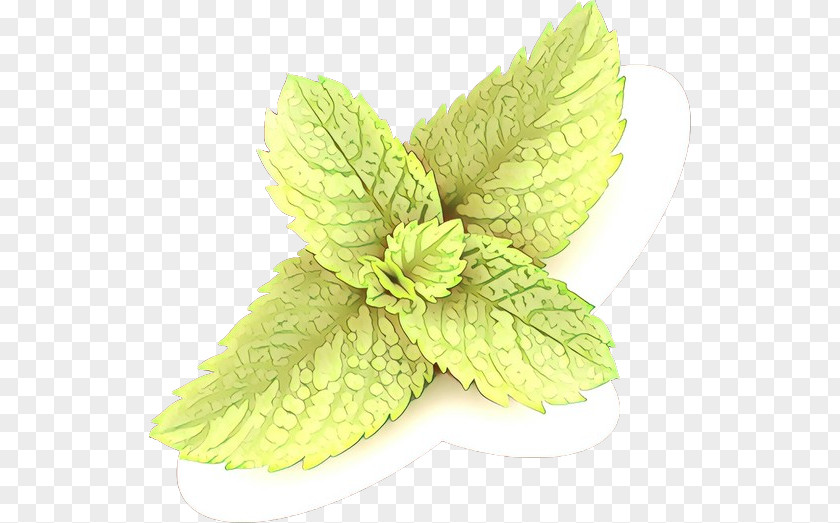 Mint Herb Leaf Plant Flower PNG