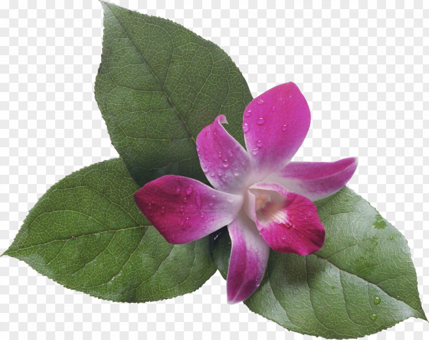 Orchid Flower Bouquet Photography Fotosearch Clip Art PNG