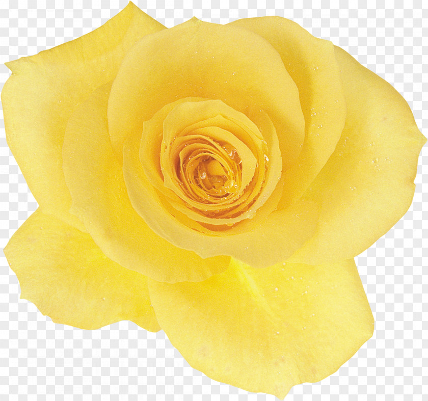 Yellow Rose Centifolia Roses Flower Chiffon Silk Garden PNG