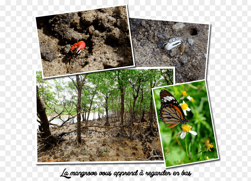 Butterfly Ishigaki, Okinawa Island Ecosystem PNG