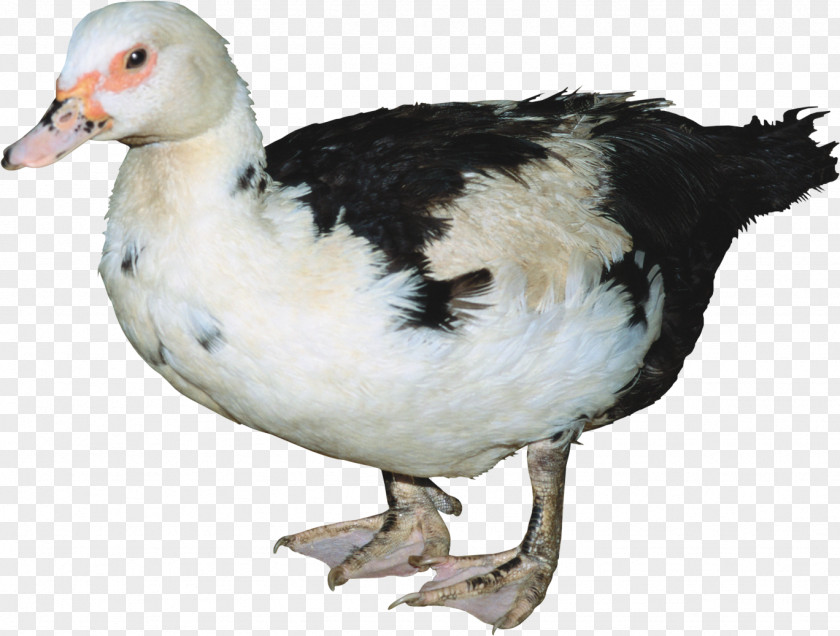 Duck Bird Domestic Cygnini Hamster PNG