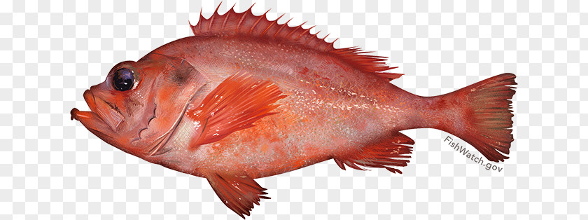 Fish Acadian Redfish Rose New England PNG
