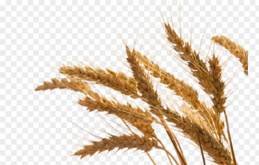 Oil Emmer Rye Einkorn Wheat Sprouting PNG