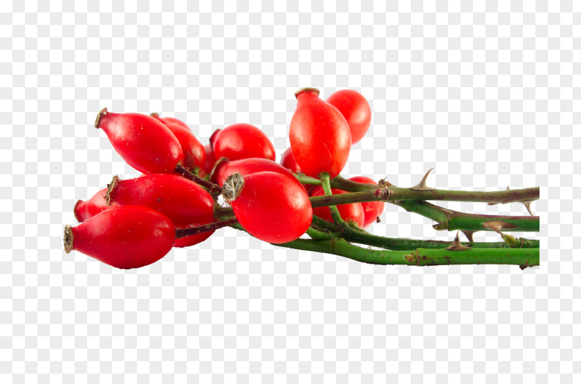 Oil Rose Hip Seed Natural Skin Care Essential PNG