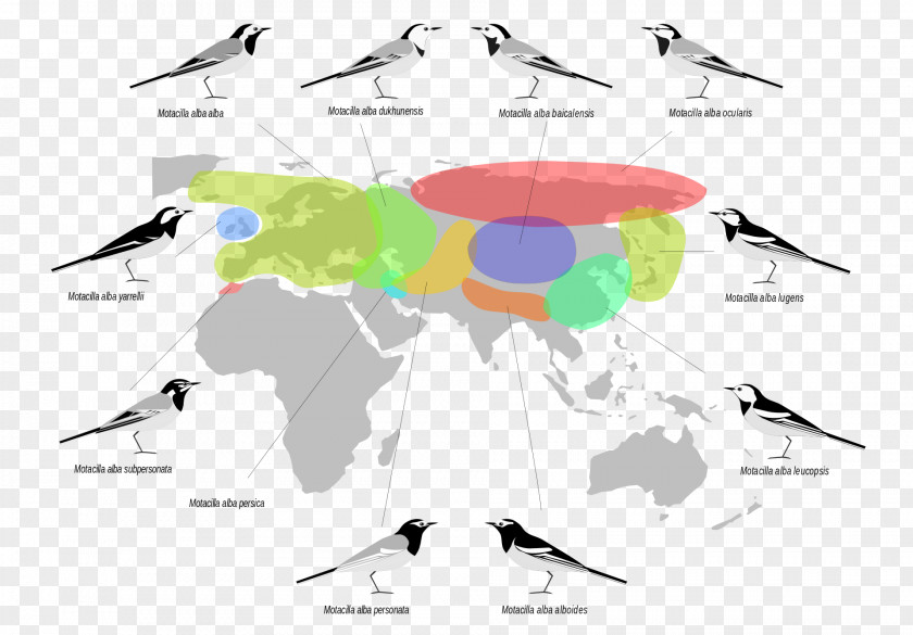 Palearctic Realm Biogeographic White Wagtail Bird Biogeography PNG