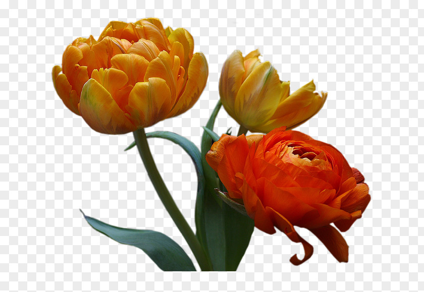 Peony Floral Design Flower Petal Clip Art PNG