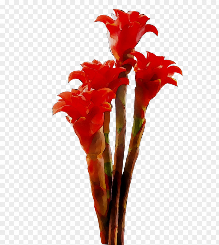 Canna Cut Flowers Gladiolus Plant Stem PNG