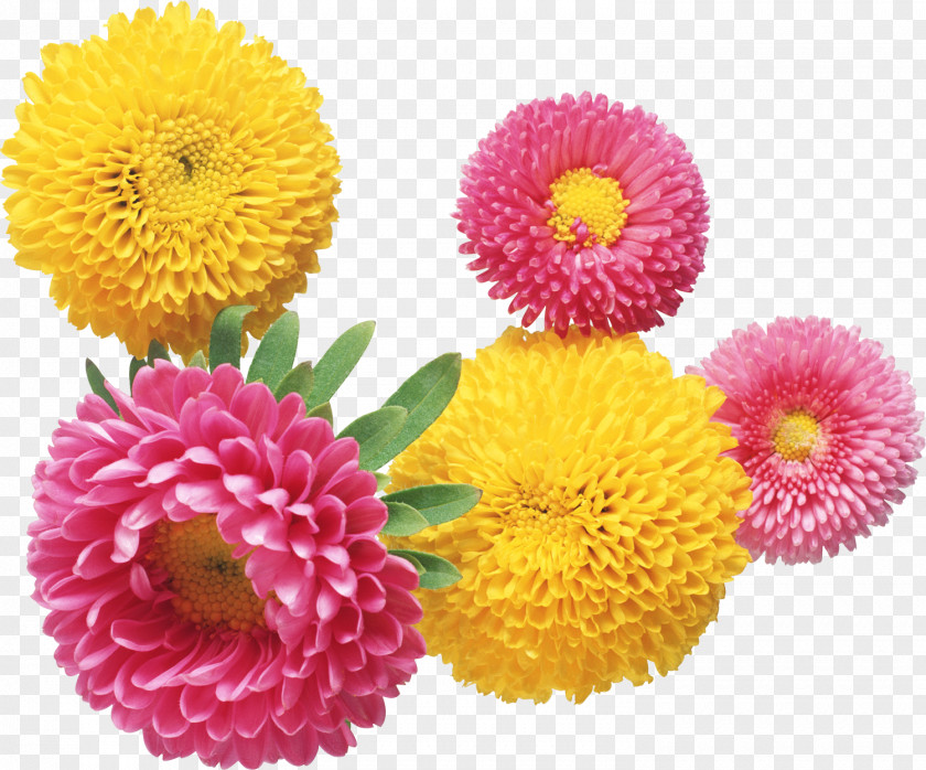 Flower Baku Festival Chrysanthemum Aster PNG