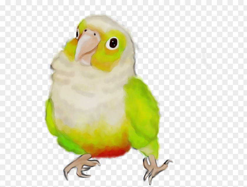 Wing Cockatiel Lovebird PNG