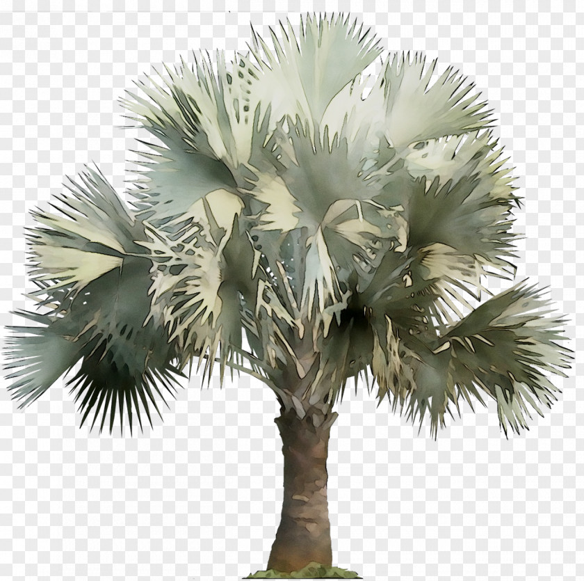Asian Palmyra Palm Date Trees Borassus PNG