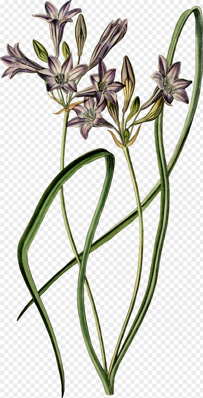 Flower Botany Floral Design Naver Blog PNG