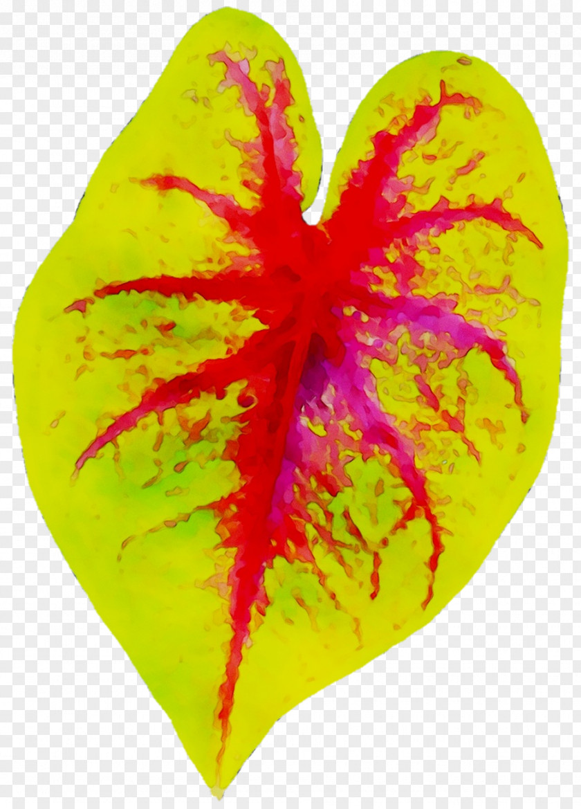 Leaf Heart M-095 PNG