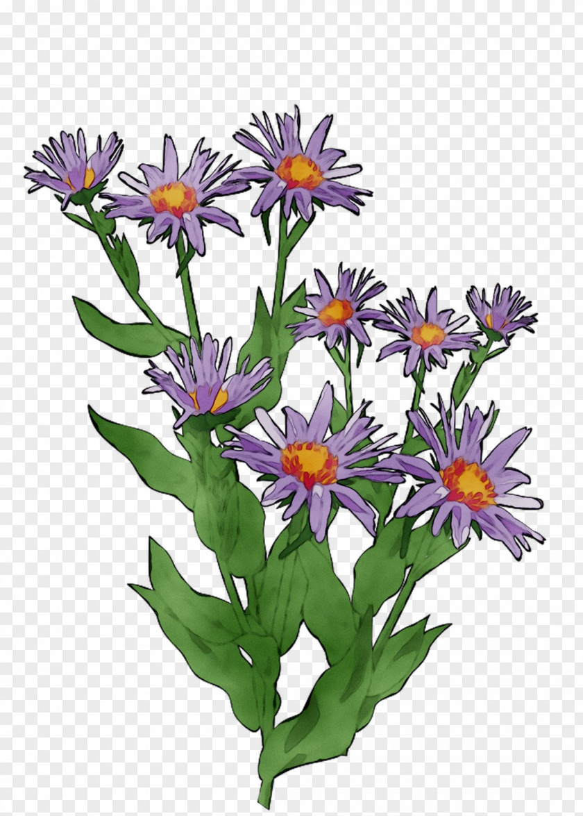 Annual Plant Herbaceous Purple Plants PNG