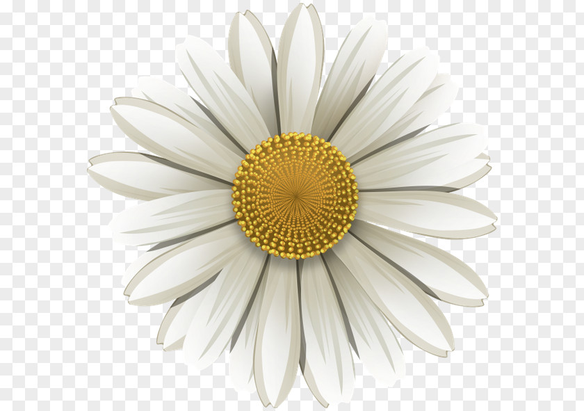 Chamomile Common Daisy German Flower PNG