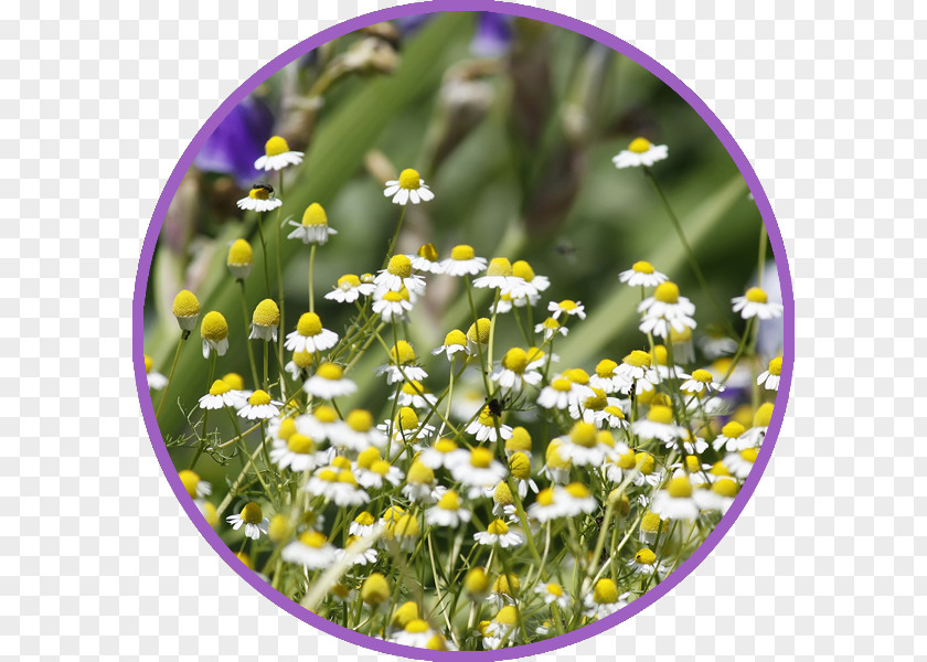 Chamomile Tea Plant Roman Flower PNG