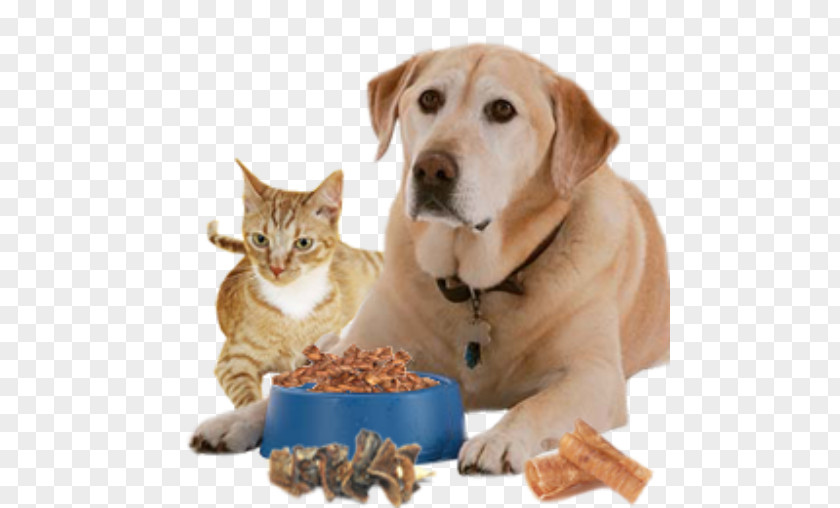 Dog Food Pet Sitting Cat Puppy PNG