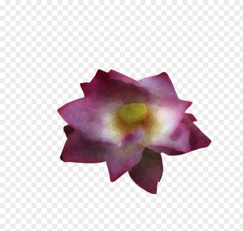 Rose PNG