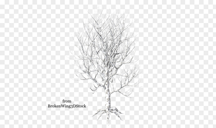 Tree Twig Paper Birch Betula Pubescens Branch PNG