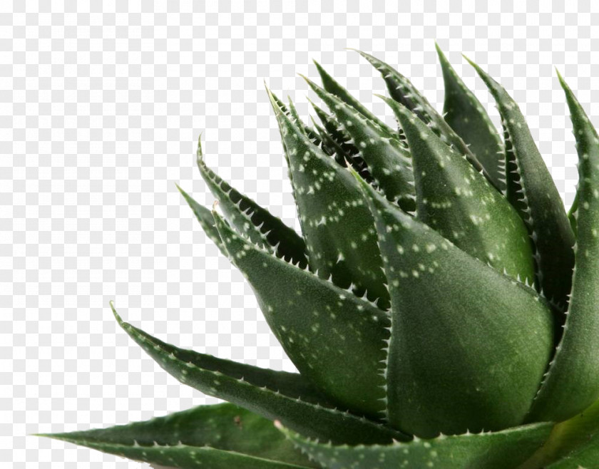 Aloe Vera Gel Plant PNG