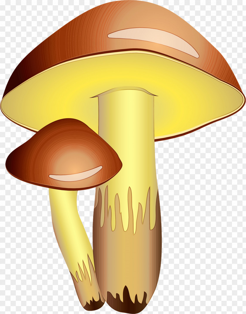 Bolete Material Property Mushroom Cartoon Edible Agaricomycetes Clip Art PNG