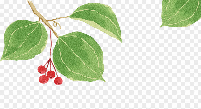 Creative Berries 1u670810u65e5 PNG