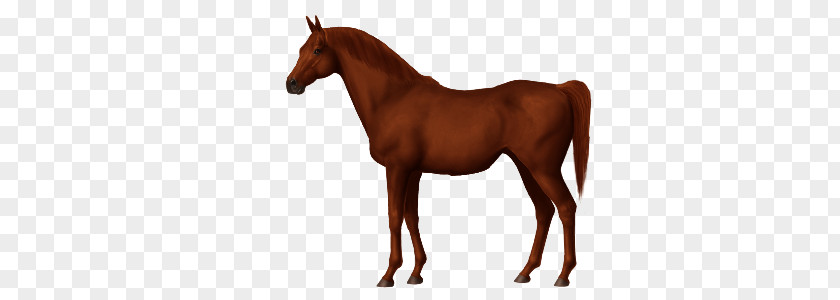 Criollo Horse Arabian Nez Perce Akhal-Teke Barb PNG