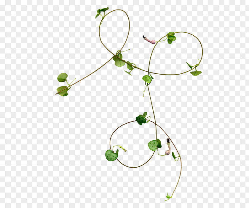 Plant Rattan Green Vine PNG