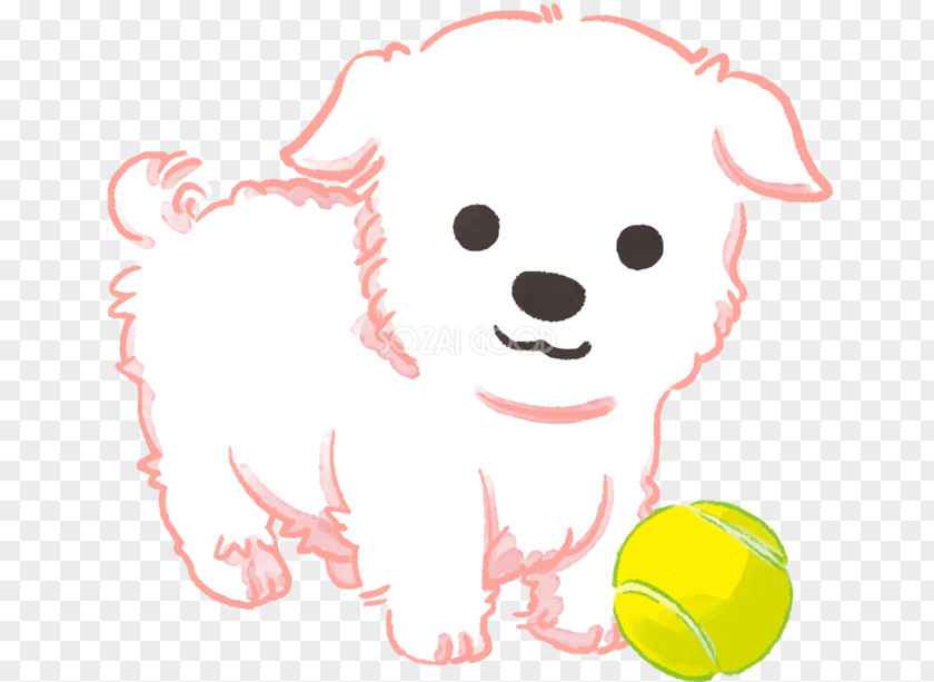 Puppy Maltese Dog Clip Art PNG