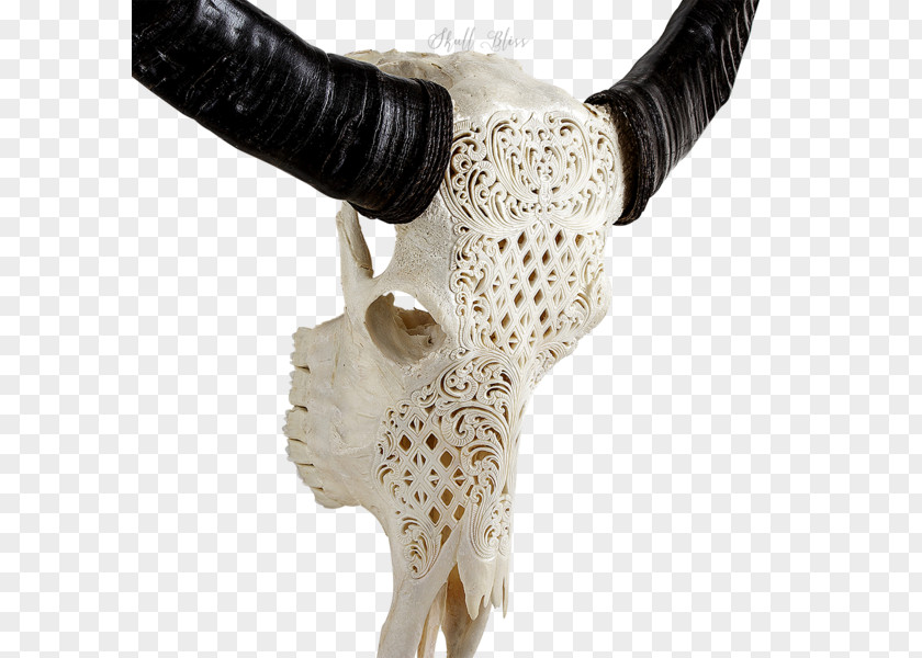 Skull Human Skeleton Horn Art PNG