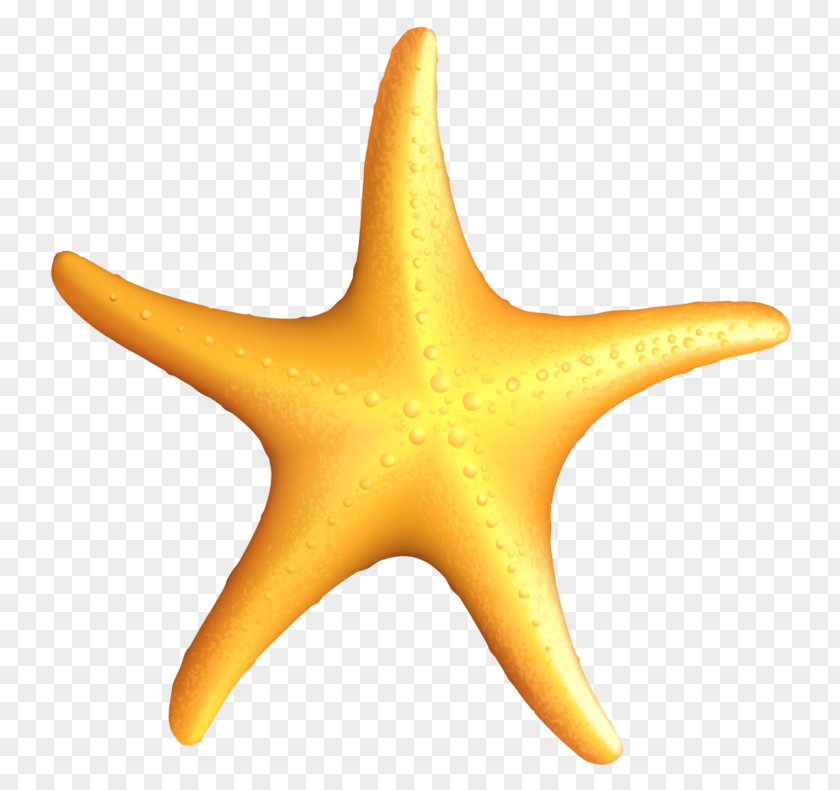 Starfish Clip Art PNG