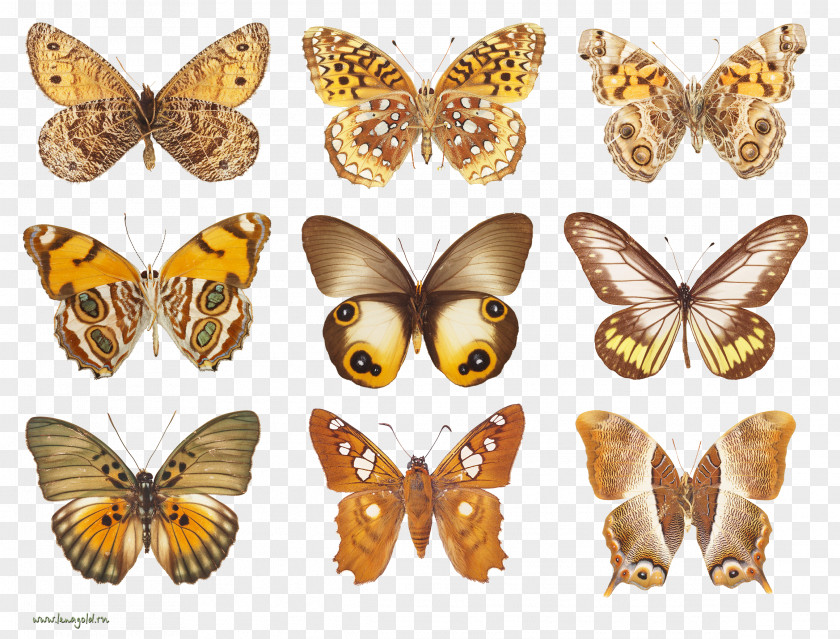 Brown Butterfly Moth Decoupage PNG