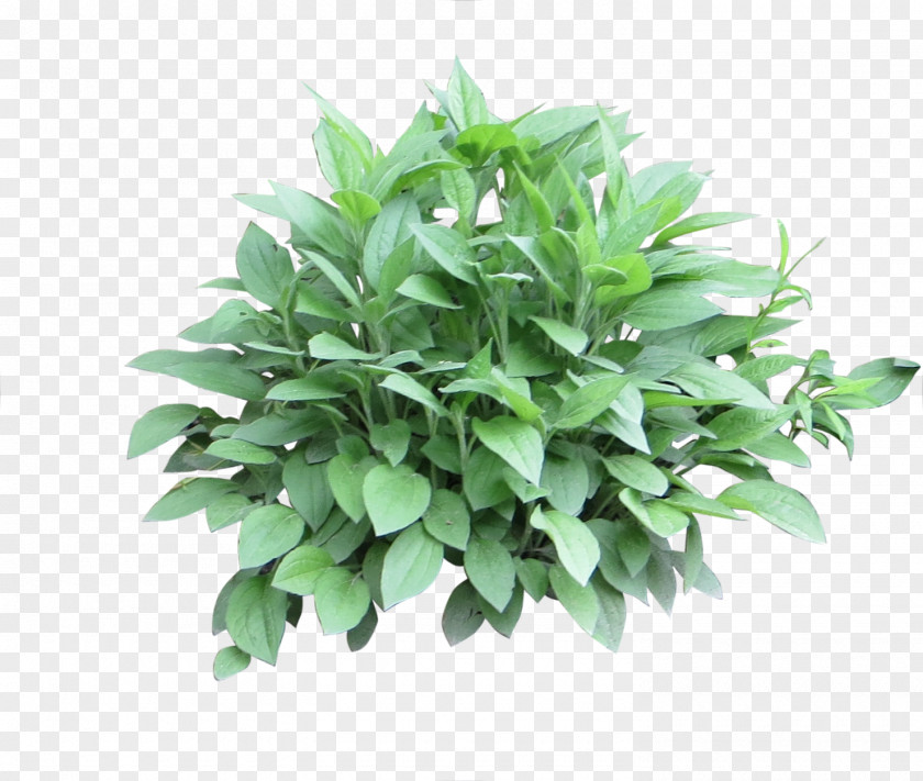 Bushes Shrub Plant PNG