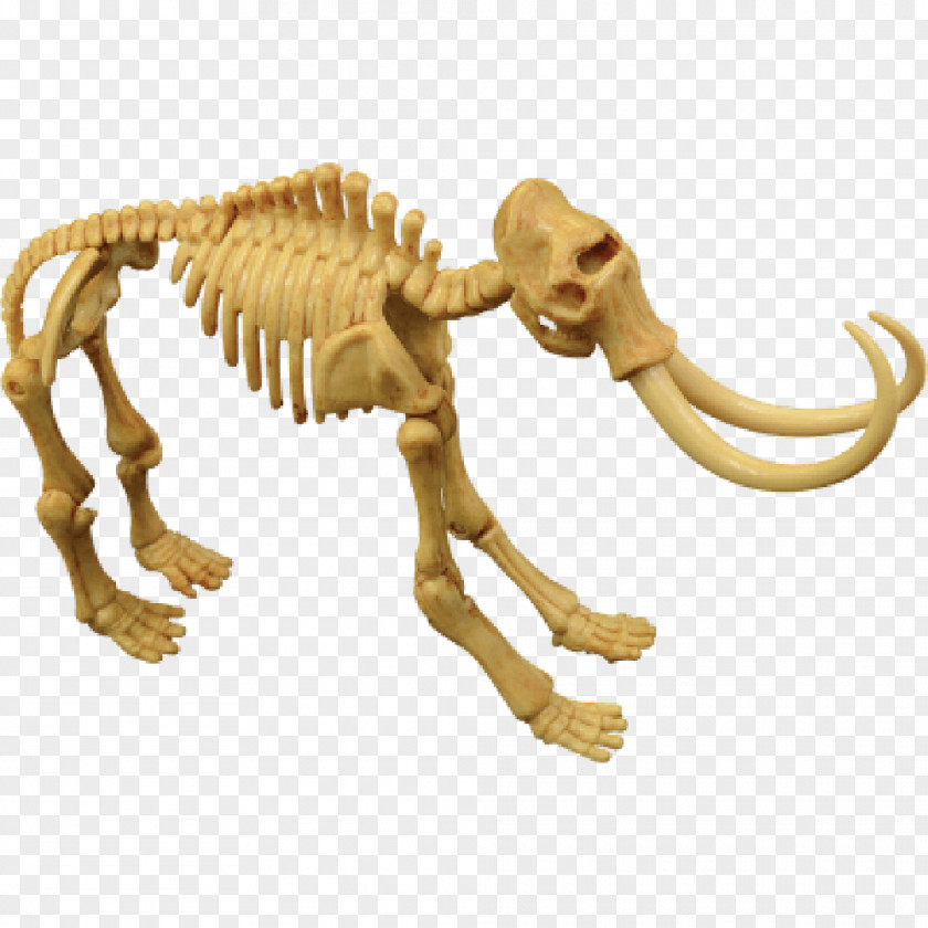 Dinosaur Velociraptor Fossil Mammoth Skeleton PNG