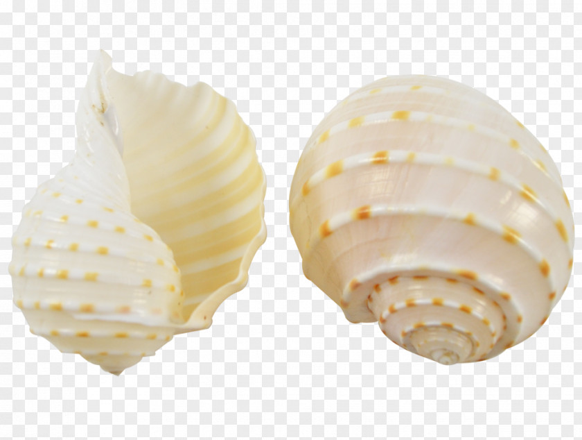 Florida Seashells Seashell Tonna Galea Cockle Conchology Angaria Delphinus PNG