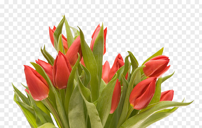 Flower Cut Flowers Bouquet Tulip PNG