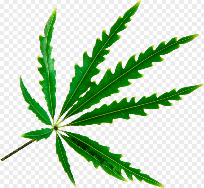 Plant Leaves Spikenard Leaf Cannabis Plerandra Elegantissima Photography PNG