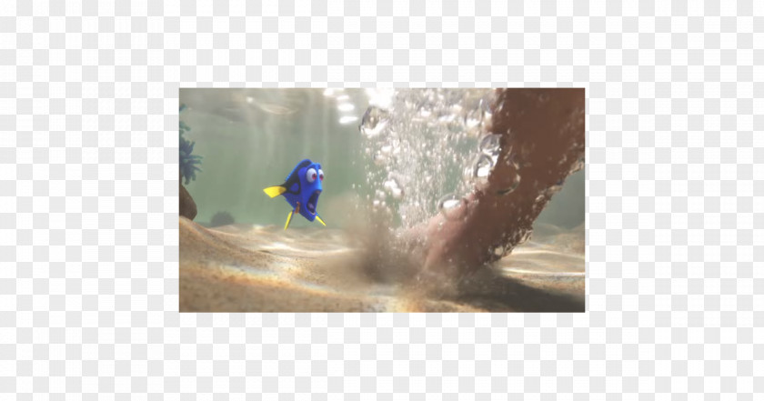 Dory And Marlin Fauna Stock Photography Beak PNG