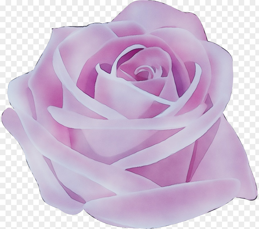 Garden Roses PNG