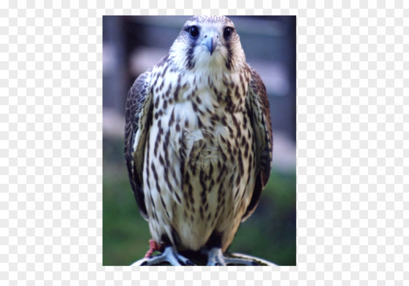 Owl Welsh Hawking Centre Buzzard Falconry PNG