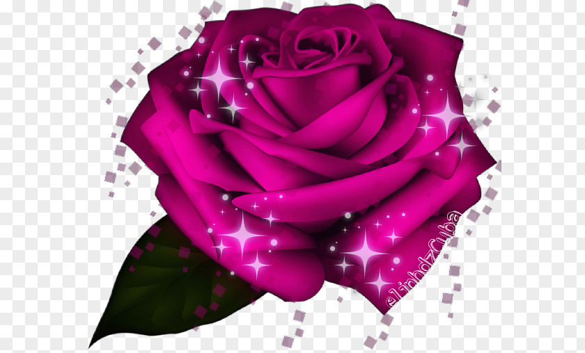Picsart Rose Garden Roses Cabbage Floribunda Petal PNG