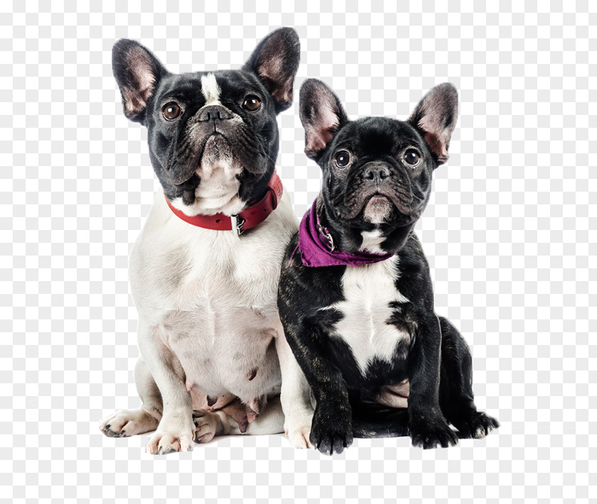 Tie Collar French Bulldog PNG