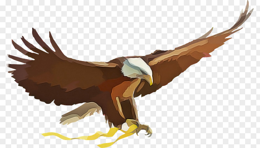 Vulture Kite Bird Of Prey Eagle Golden Accipitridae PNG