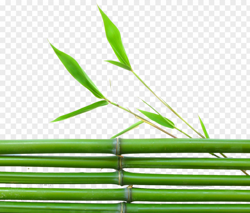 Green Bamboo Lucky Leaf Wallpaper PNG