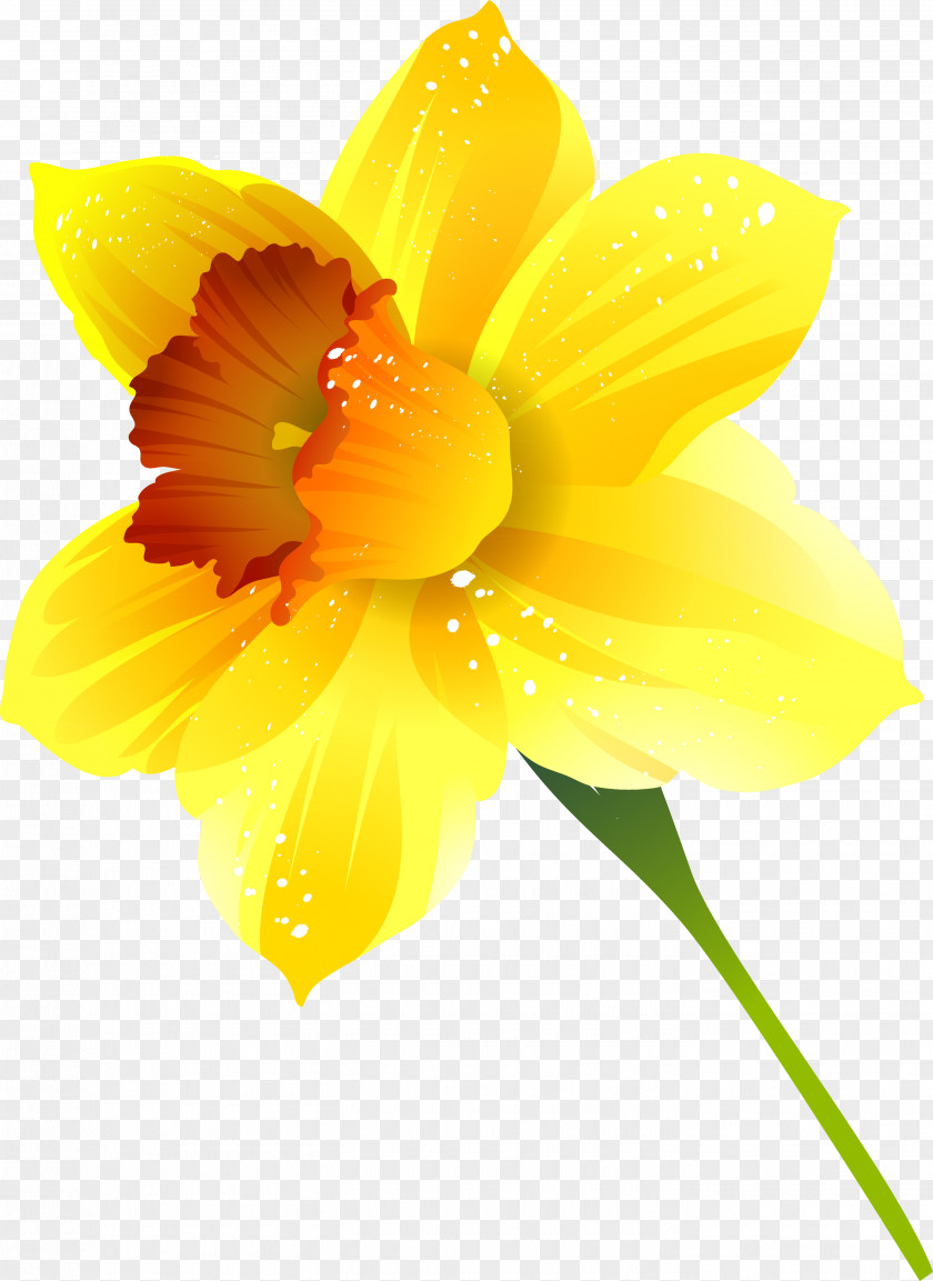 Narcissus Flower Plant PNG