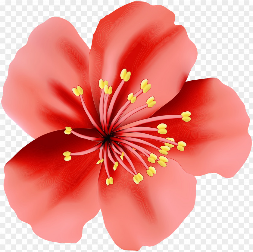 Rosemallows Flower Clip Art Image PNG