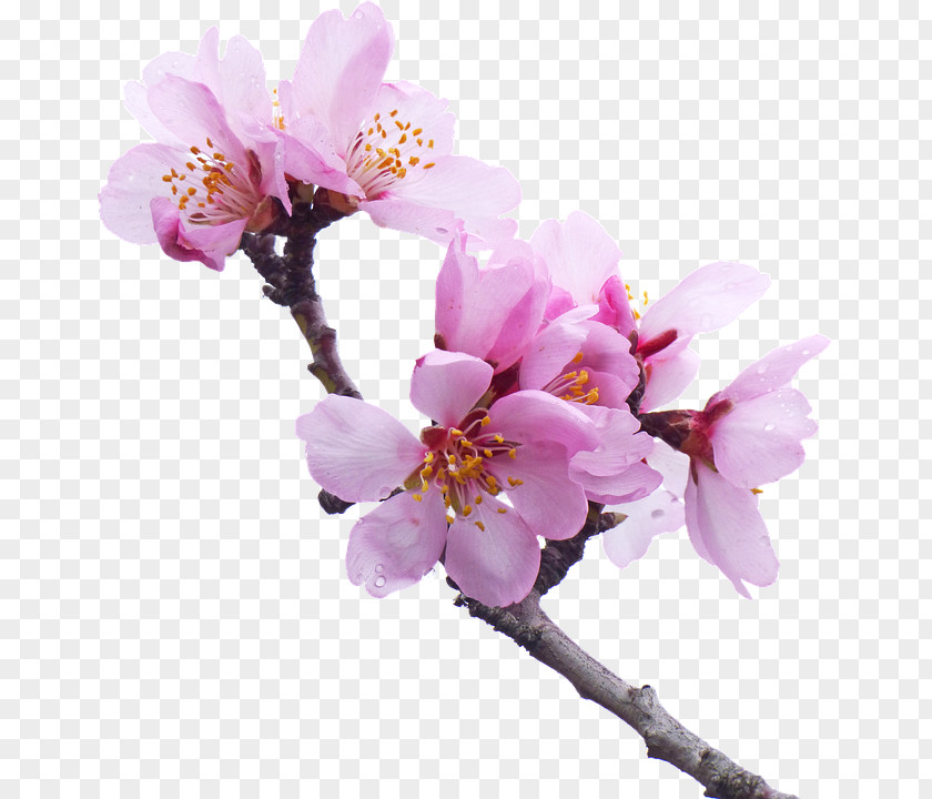 Sakura Cherry Blossom Pierrot In Città Almond East Asian PNG