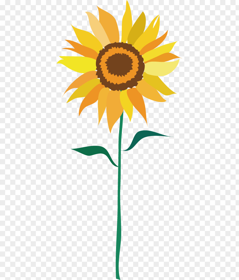 Sunflower Common PNG